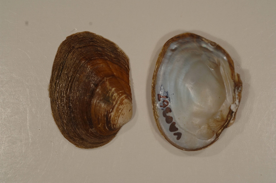Pleuronaia barnesiana-2
