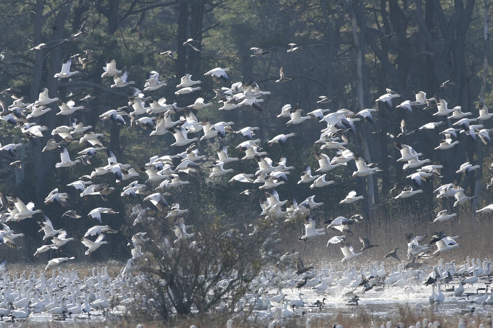 Flight of the Snow Geese