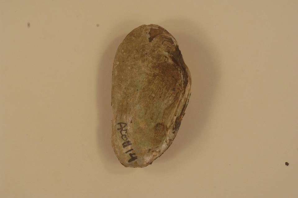 Ptychobranchus foremanianus (inside)
