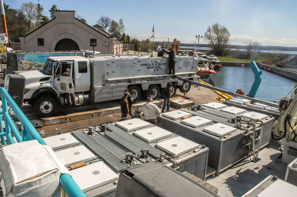 FWS staff loading juvenile lake trout onto MV Spencer Baird-2
