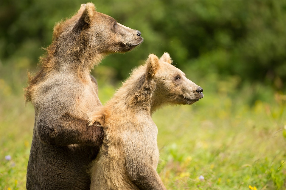 Kodiak brown bears standing
