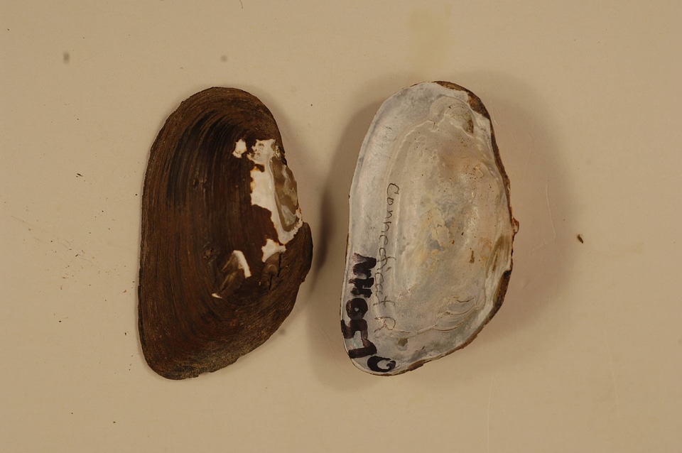 Alasmidonta heterodon-1