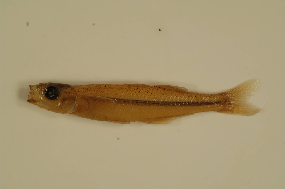 Menidia beryllina-2