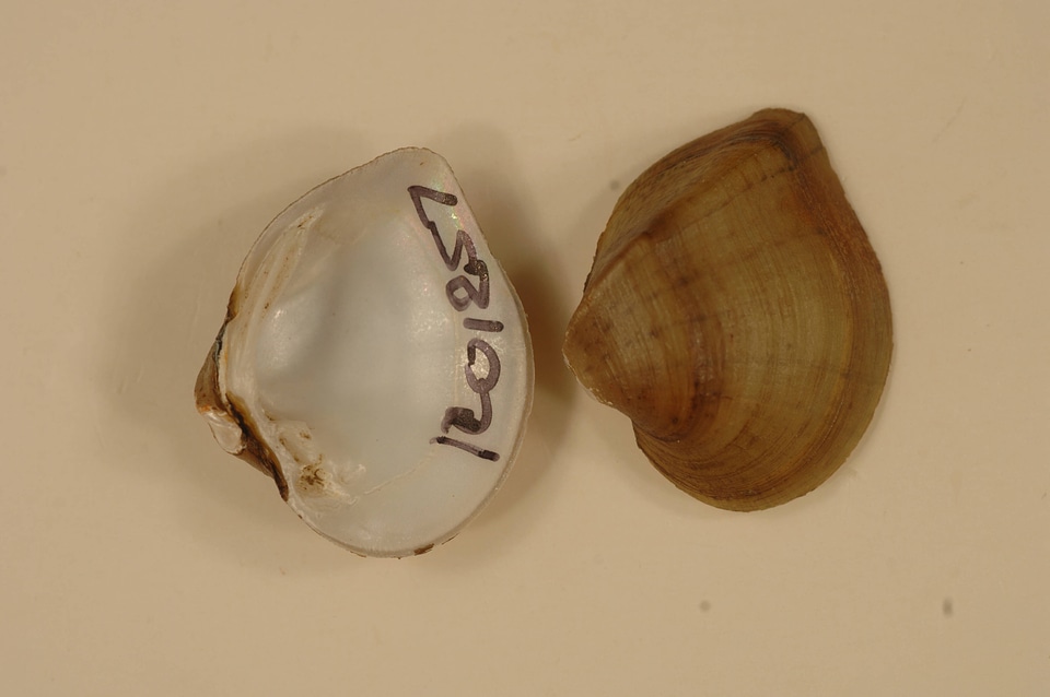 Truncilla truncata-1