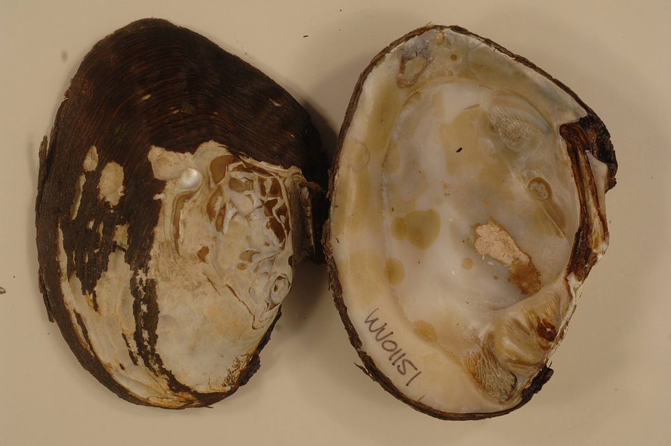 Amblema plicata-1