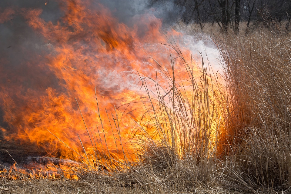 Prescribed burn at NCTC -1