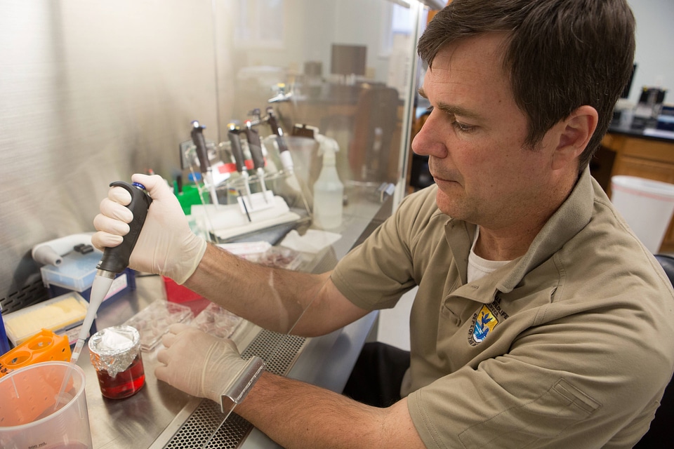 FWS biologist propagates freshwater mussels in a labratory-1
