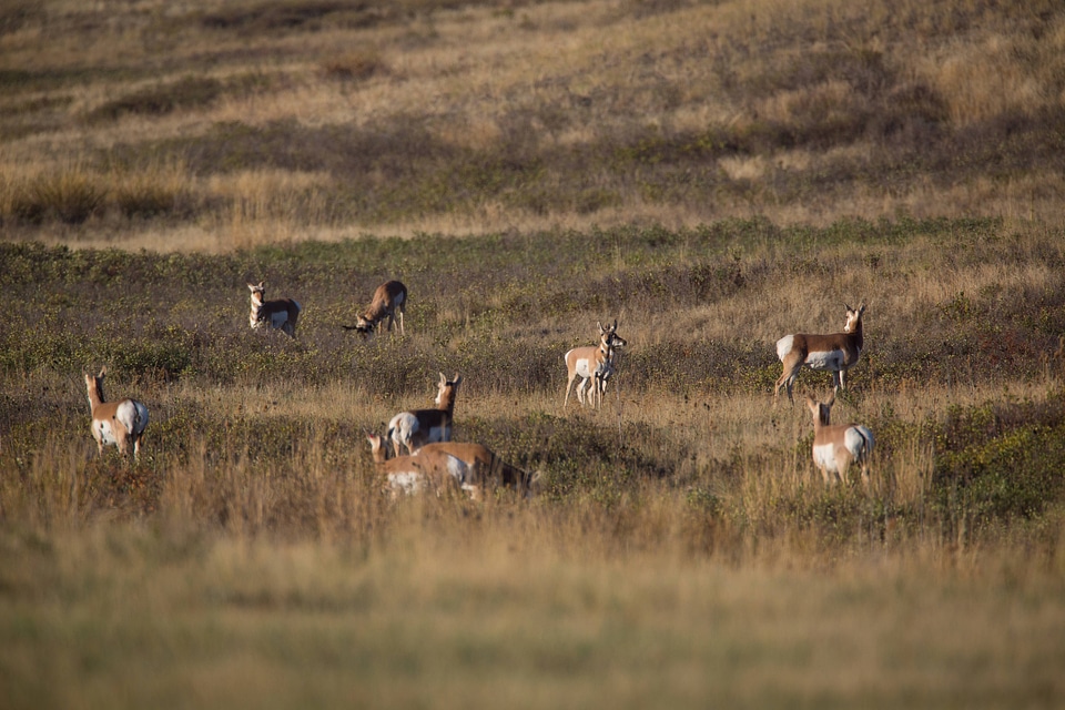 Pronghorn Antelope family group-1