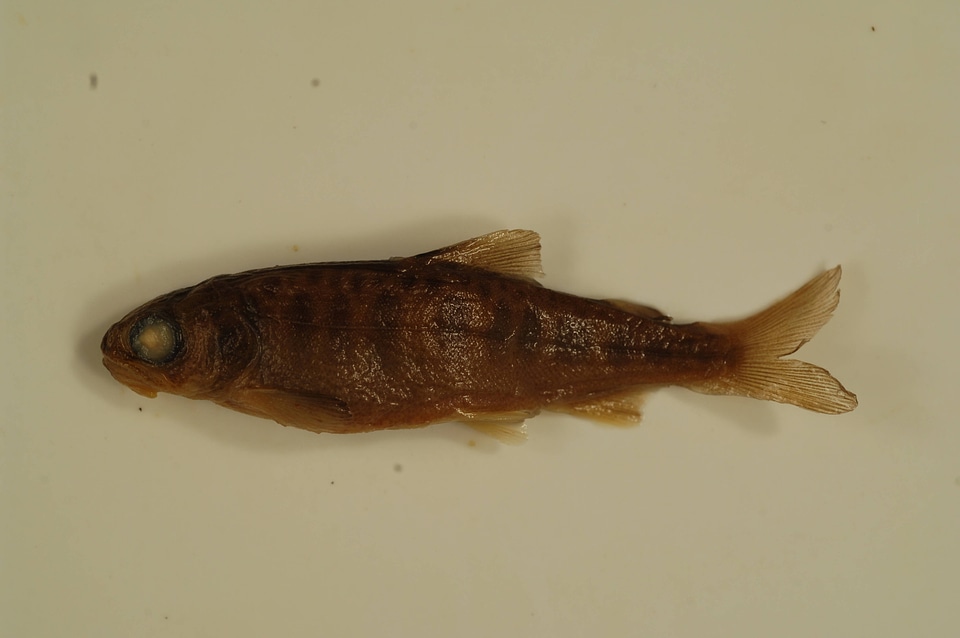 Oncorhynchus tshawytscha-1