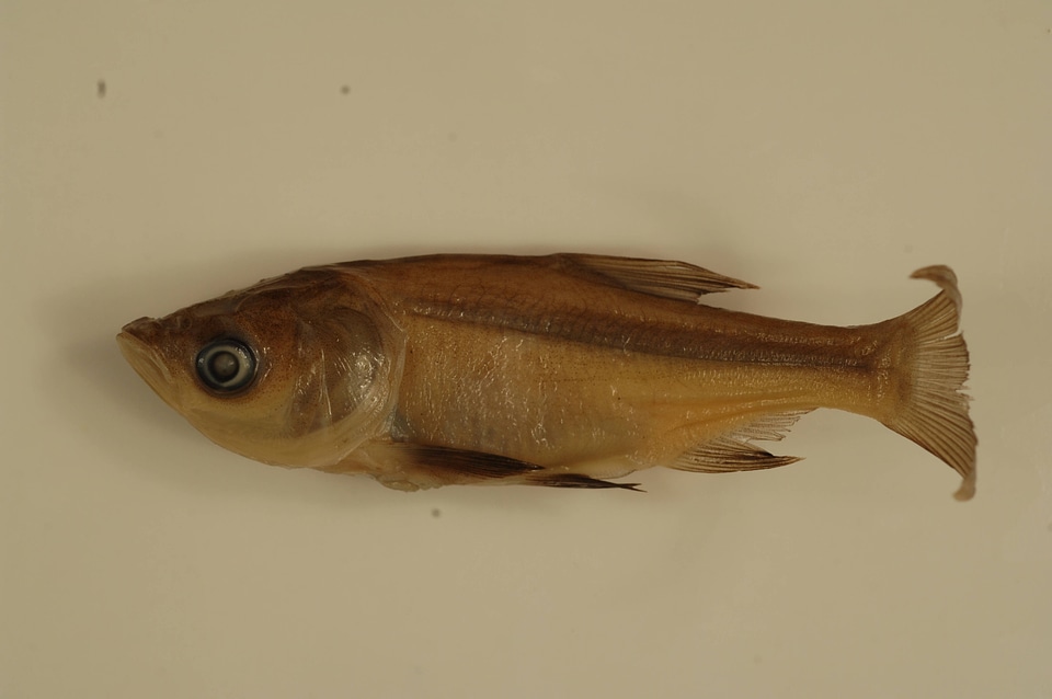 Hypophthalmichthys nobilis