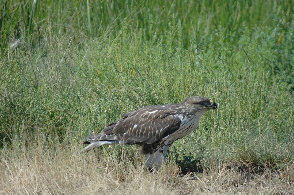 Ferruginous hawk-1