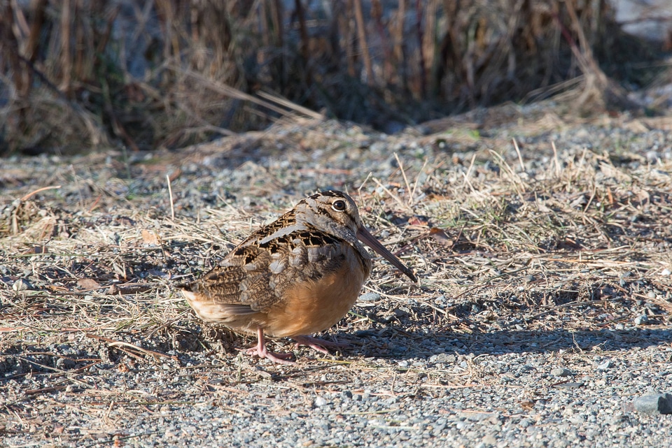 American Woodcock-4