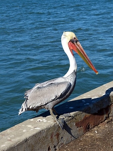 Brown Pelican-15 photo