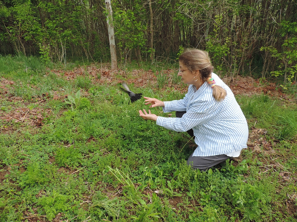 Gray Catbird banded and released