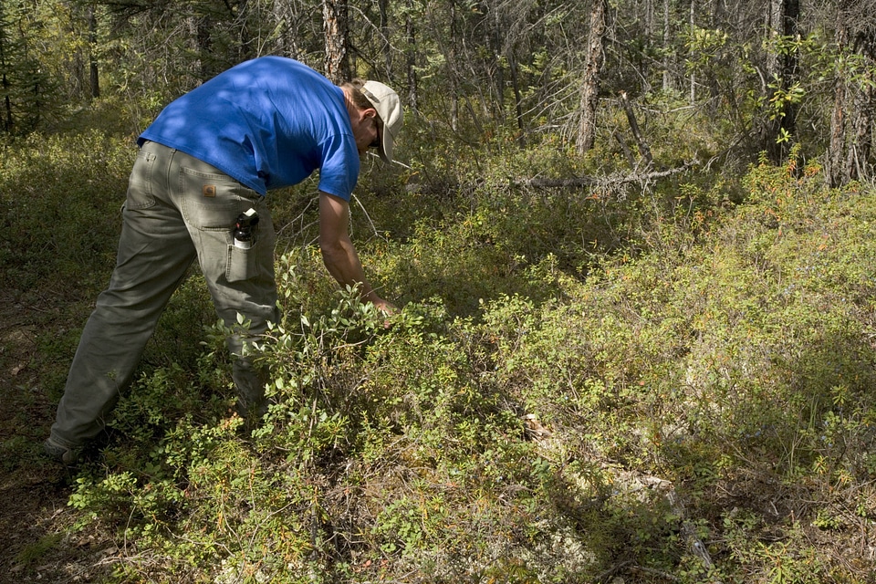 Visitor picking berries along bank at Tetlin National Wildlife Refuge
