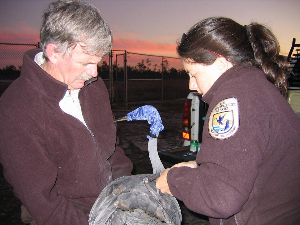 Mississippi Sandhill Crane recovery work-10