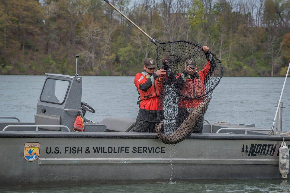 USFWS Fisheries crew in boat preparing for lake sturgeon field work-9