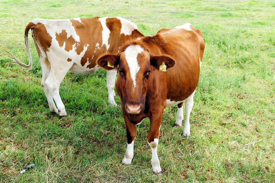 Livestock cute pasture