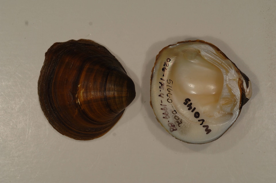 Pleurobema sintoxia-2