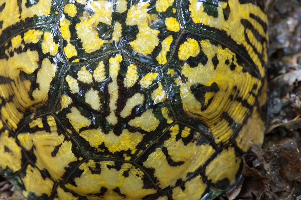 Eastern box turtle-3