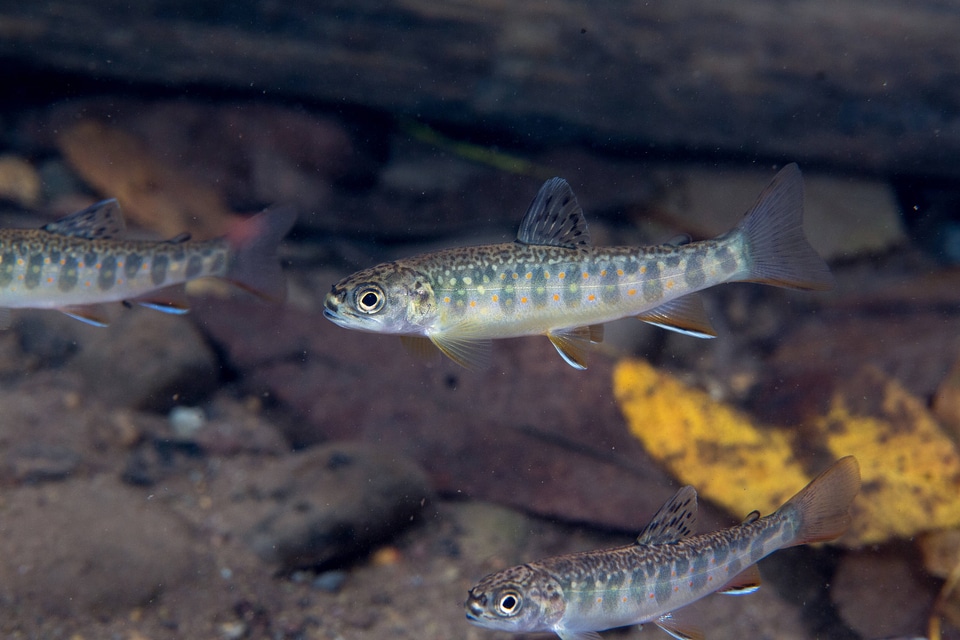 Young brook trout  with fall leaves in water-1