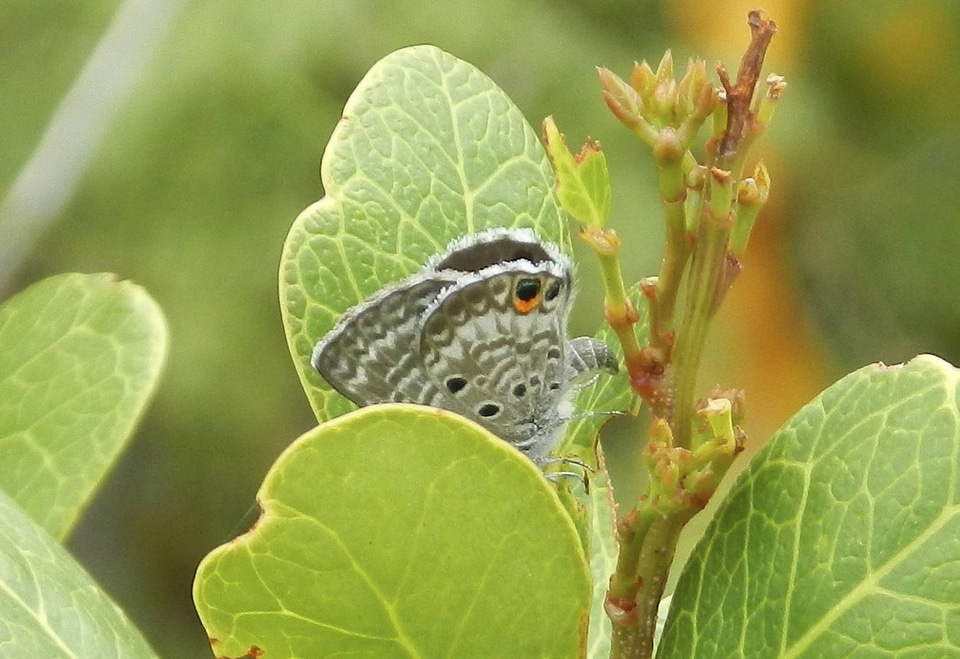 Miami Blue Butterfly-1