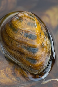 Clubshell mussel-2