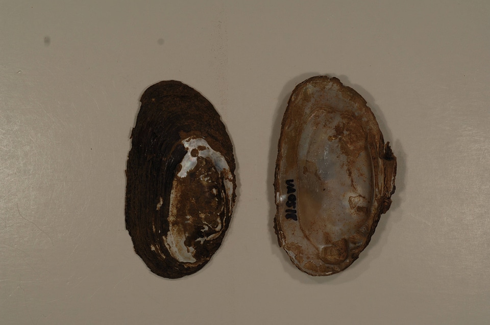 Elliptio complanata-1