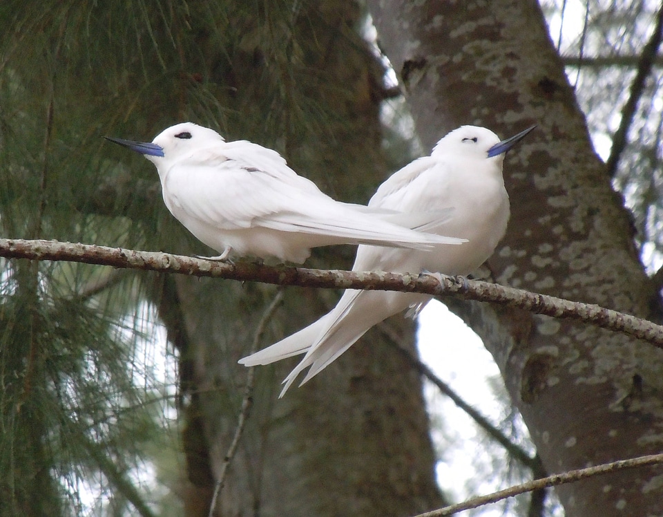 White tern pair in Ironwood tree