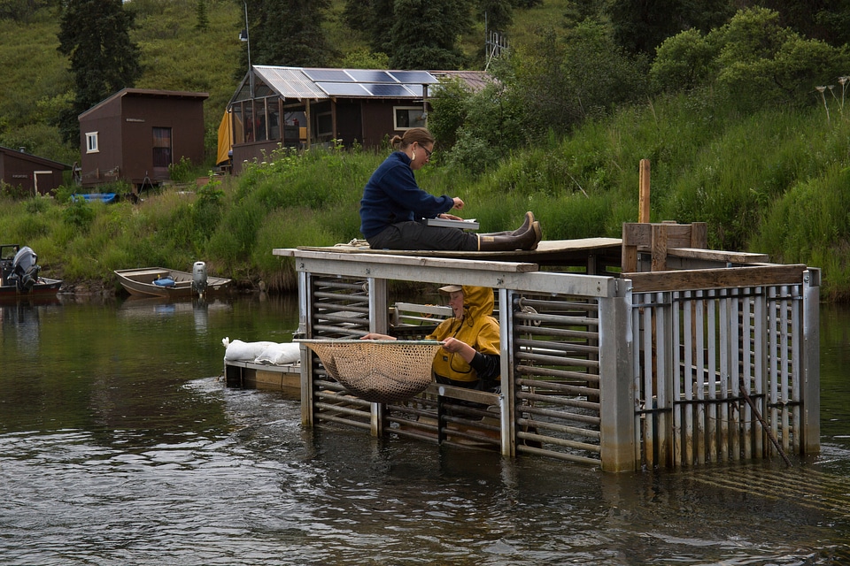 Biologist sample pacific salmon-1