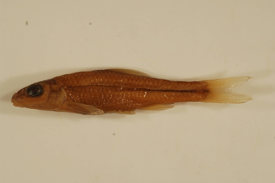 Notropis buccatus-3