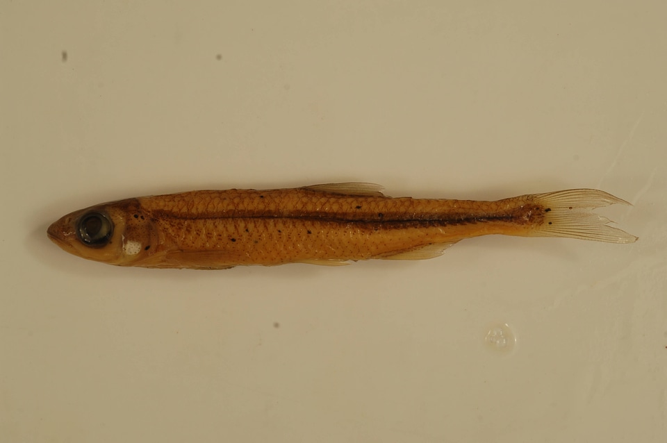 Notropis photogenis-1