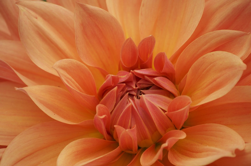 Bloom close-up macro