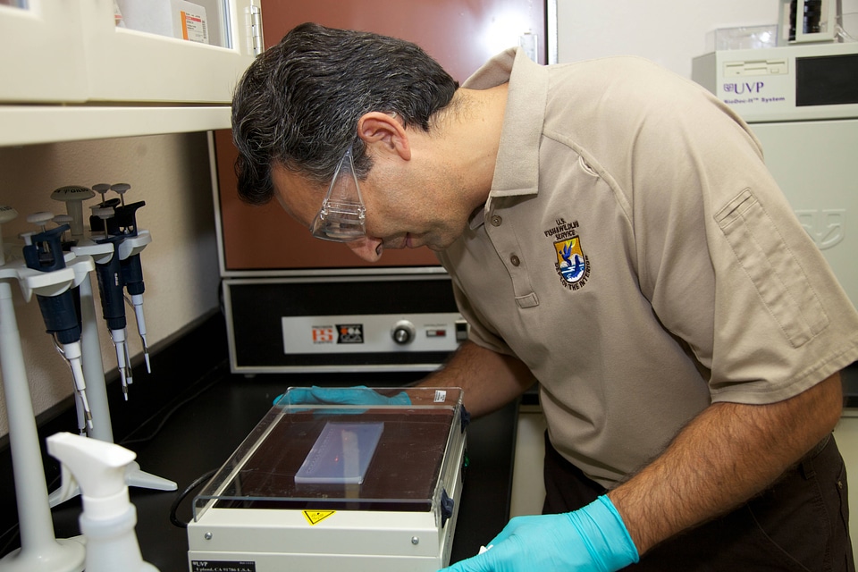 Service scientist conducts ELISA tests-3