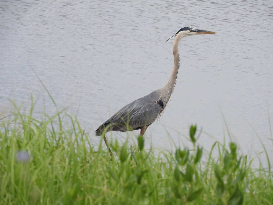 Great Blue Heron-2