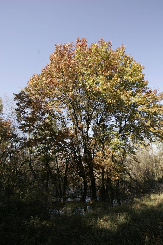 Flood damage on bottom land with hardwood trees at Swan Lake National Wildlife Refuge-5