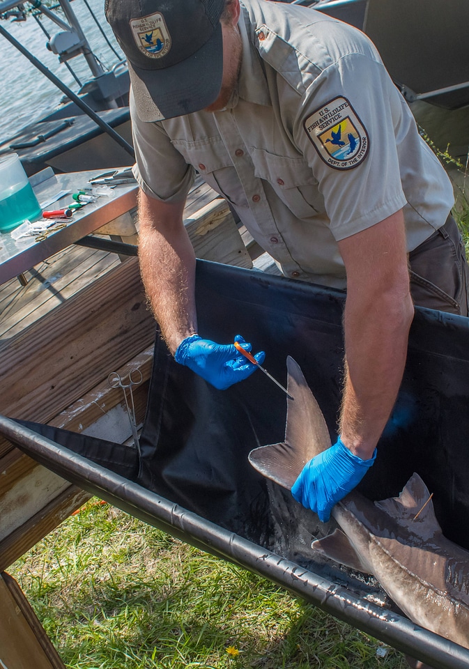 USFWS Fisheries worker takes fin sample from lake sturgeon-6