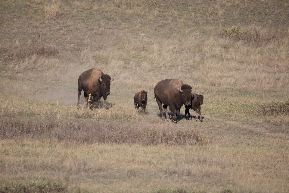 Bison cow and calves run
