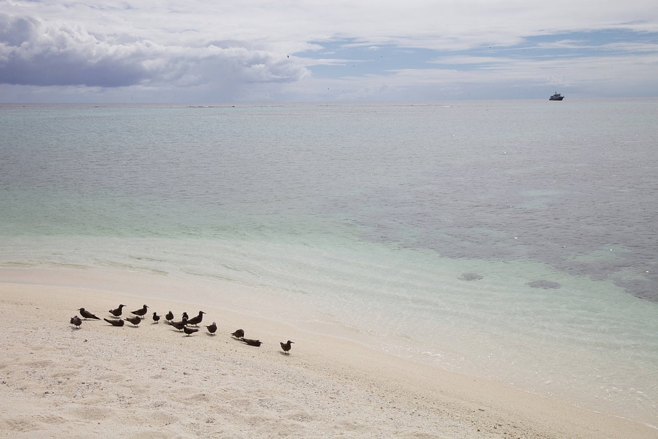 Brown Noddy on Laysan beach