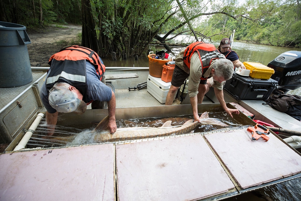 Biologist with gulf sturgeon on the Choctawhatchee River-1