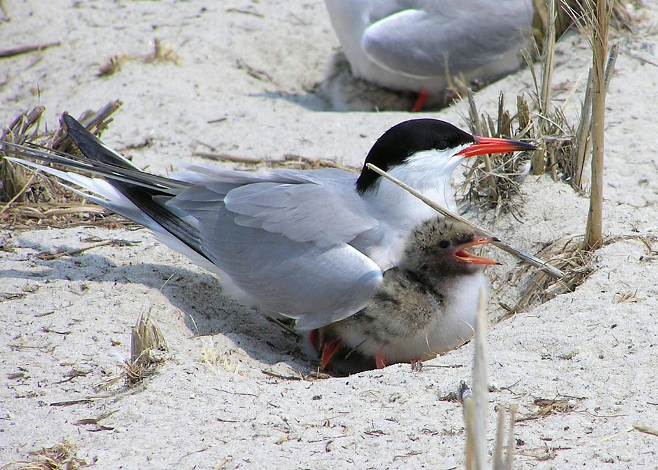 Common tern and chick