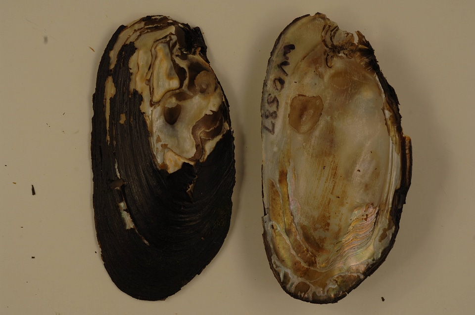 Elliptio complanata-1