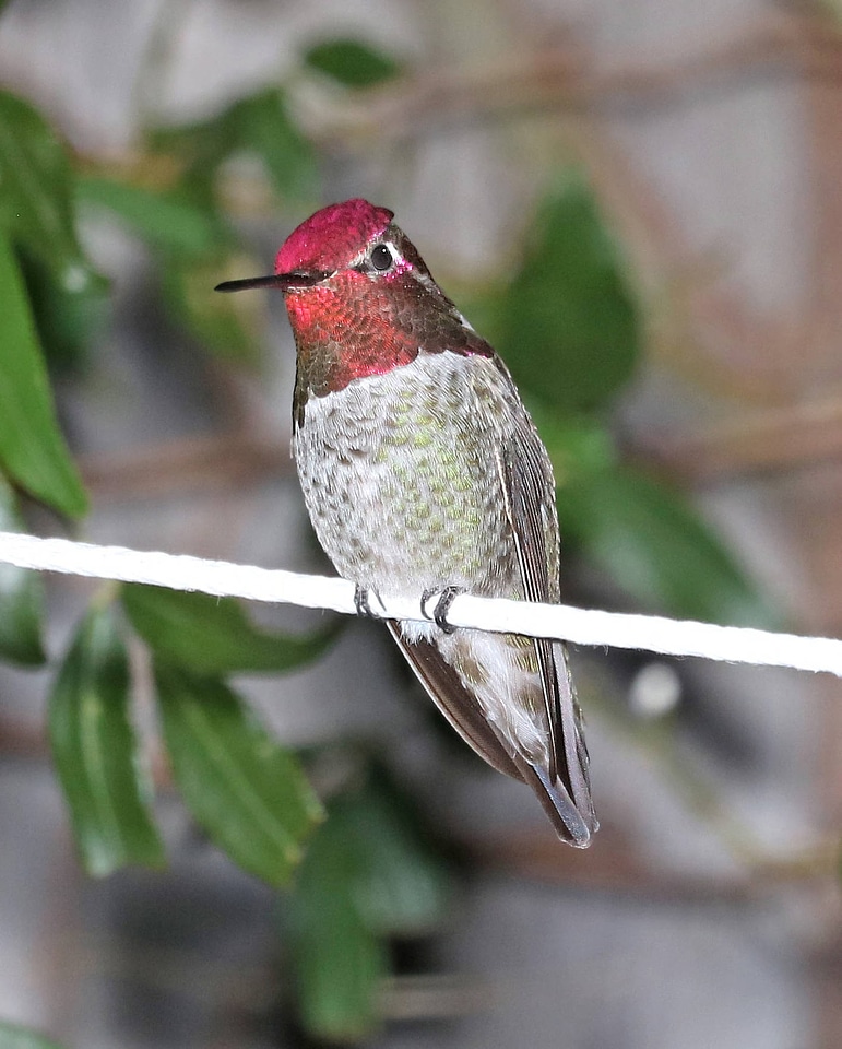 Anna's Hummingbird-2