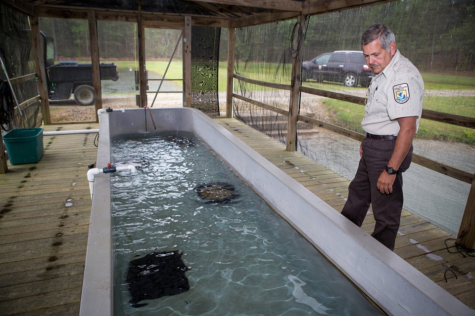 Smallmouth bass propagation at Warm Springs Hatchery-2