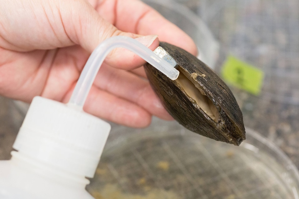 Extracting glochidia from freshwater mussel-1