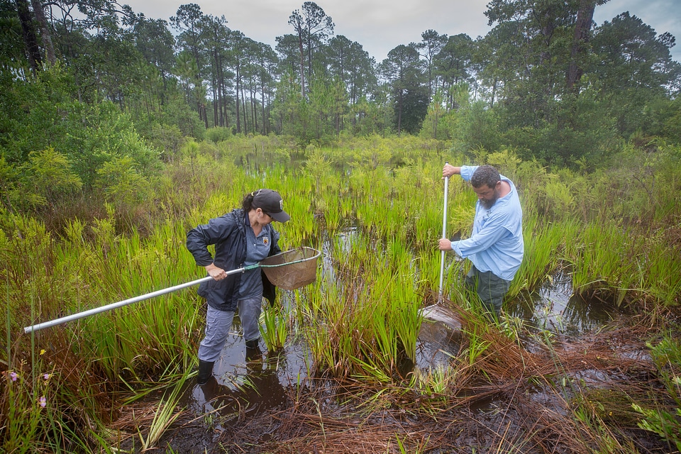 Biologists net a Panama City crayfish-4