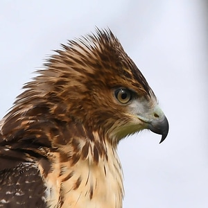 Red-tailed hawk-3 photo