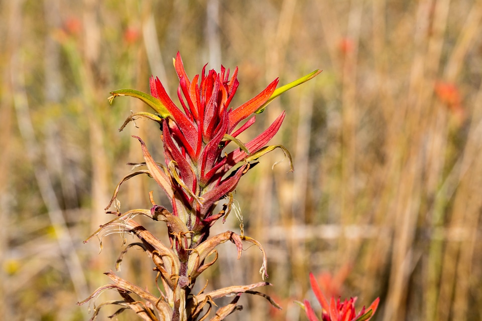 Indian paintbrush at Ash Meadows National Wildlife Refuge-2