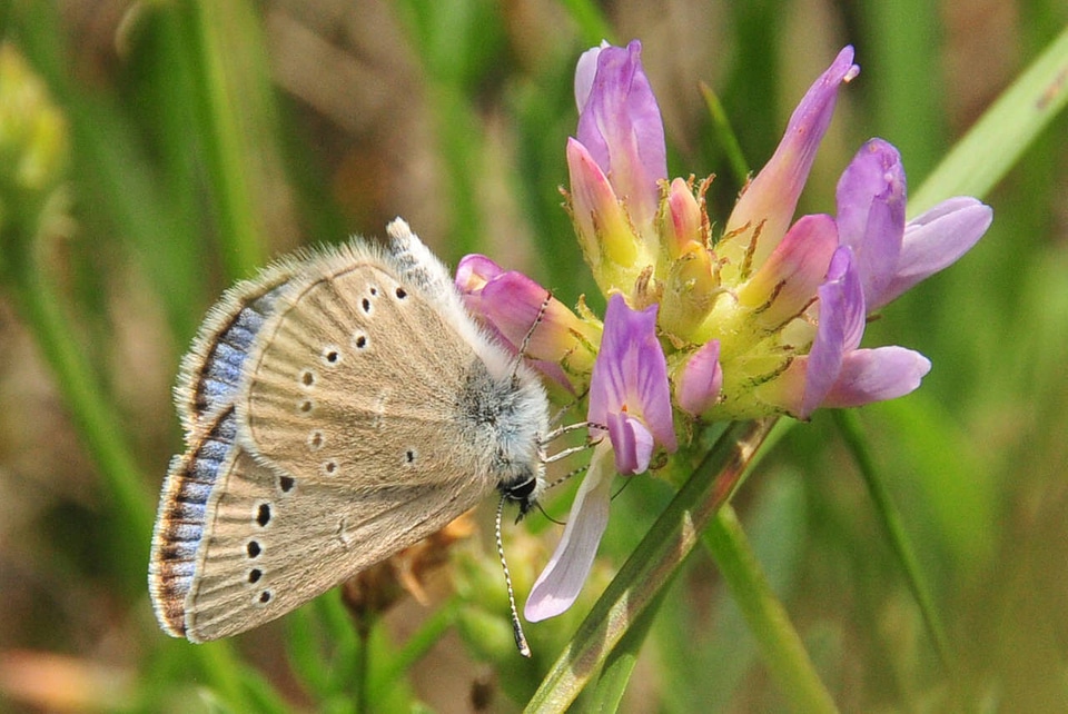 Silvery blue butterfly feeding on standing milkvetch