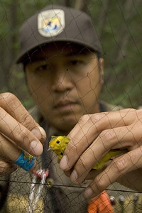 Service biologist untangling a bird from a mist net photo